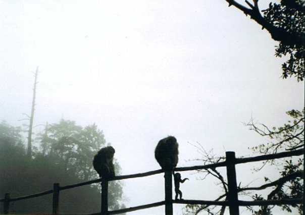 Monkeys in the mist at Emeishan